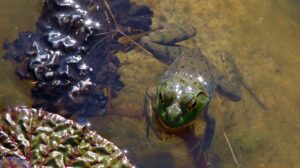 Frog sitting in water with reflection and texture detail