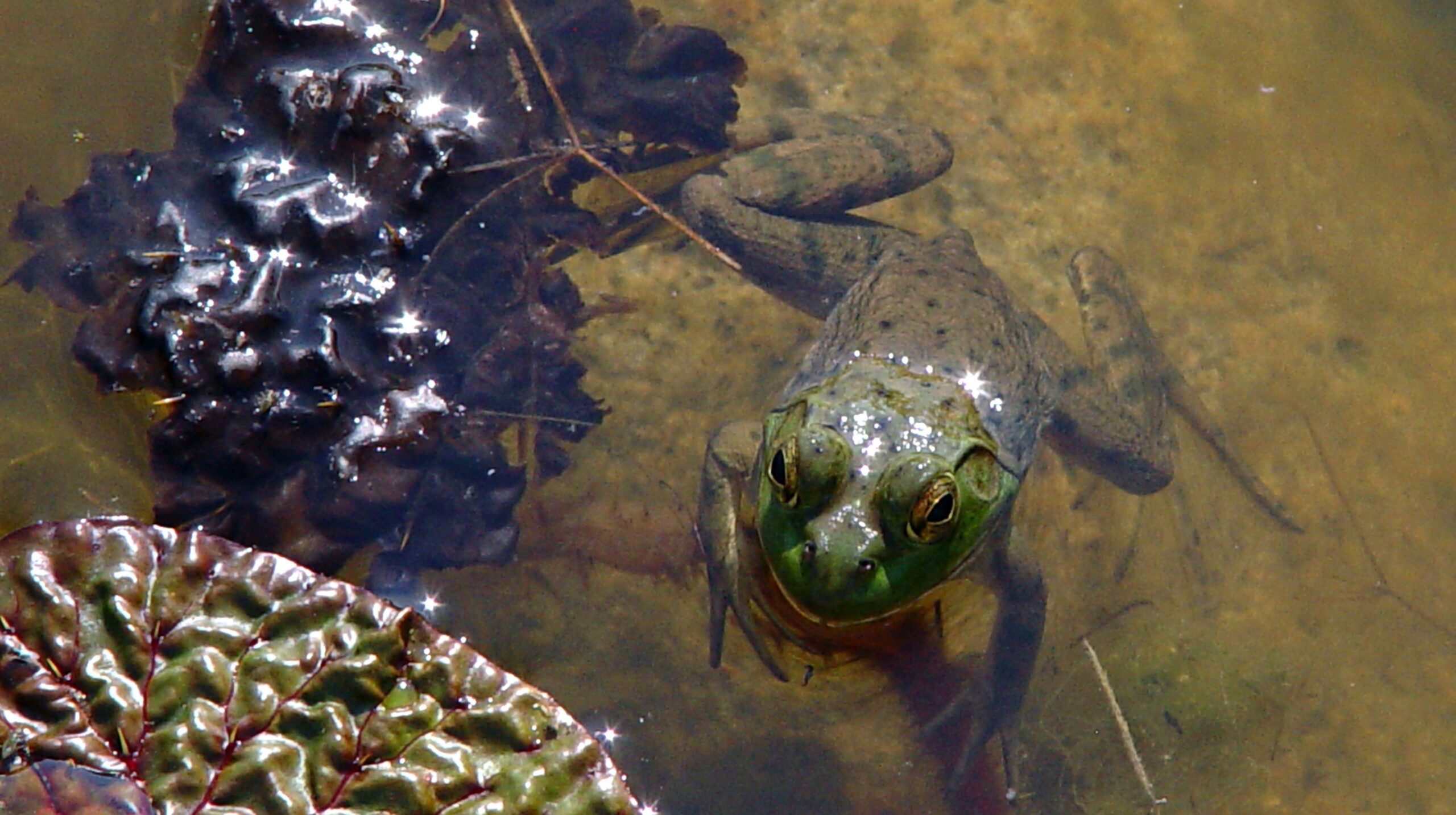 Frog Water Reflection Close-Up Wallpaper 4K – Free Download