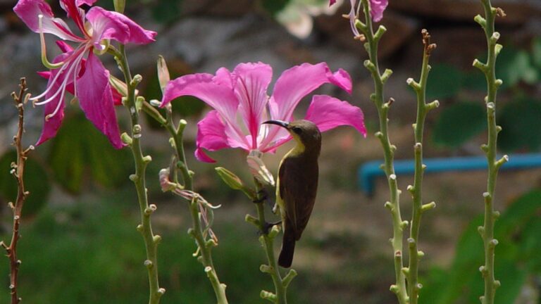 Hummingbird and Pink Flowers