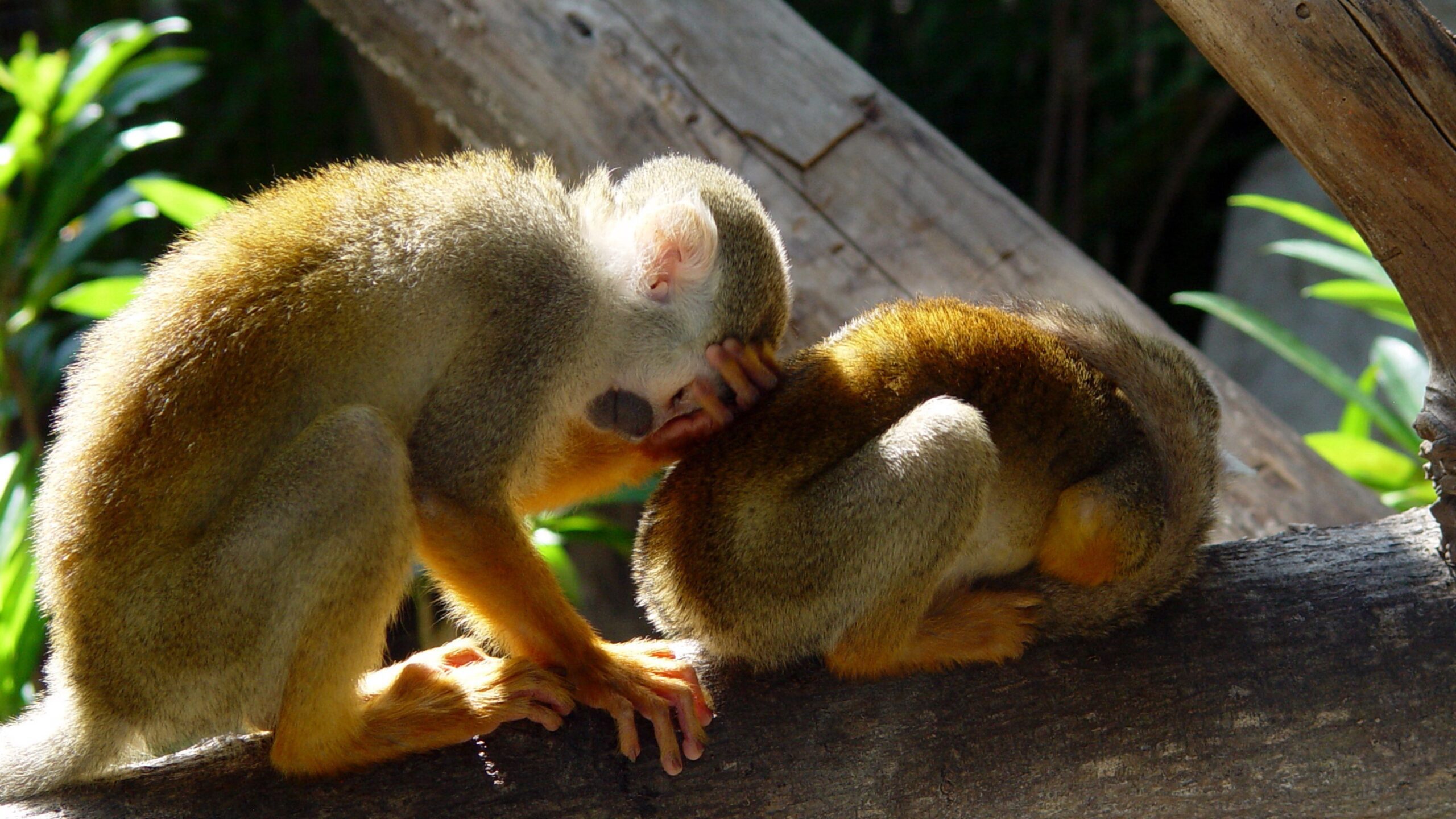 Squirrel Monkeys Wildlife HD Wallpaper | Cute Animal Interaction