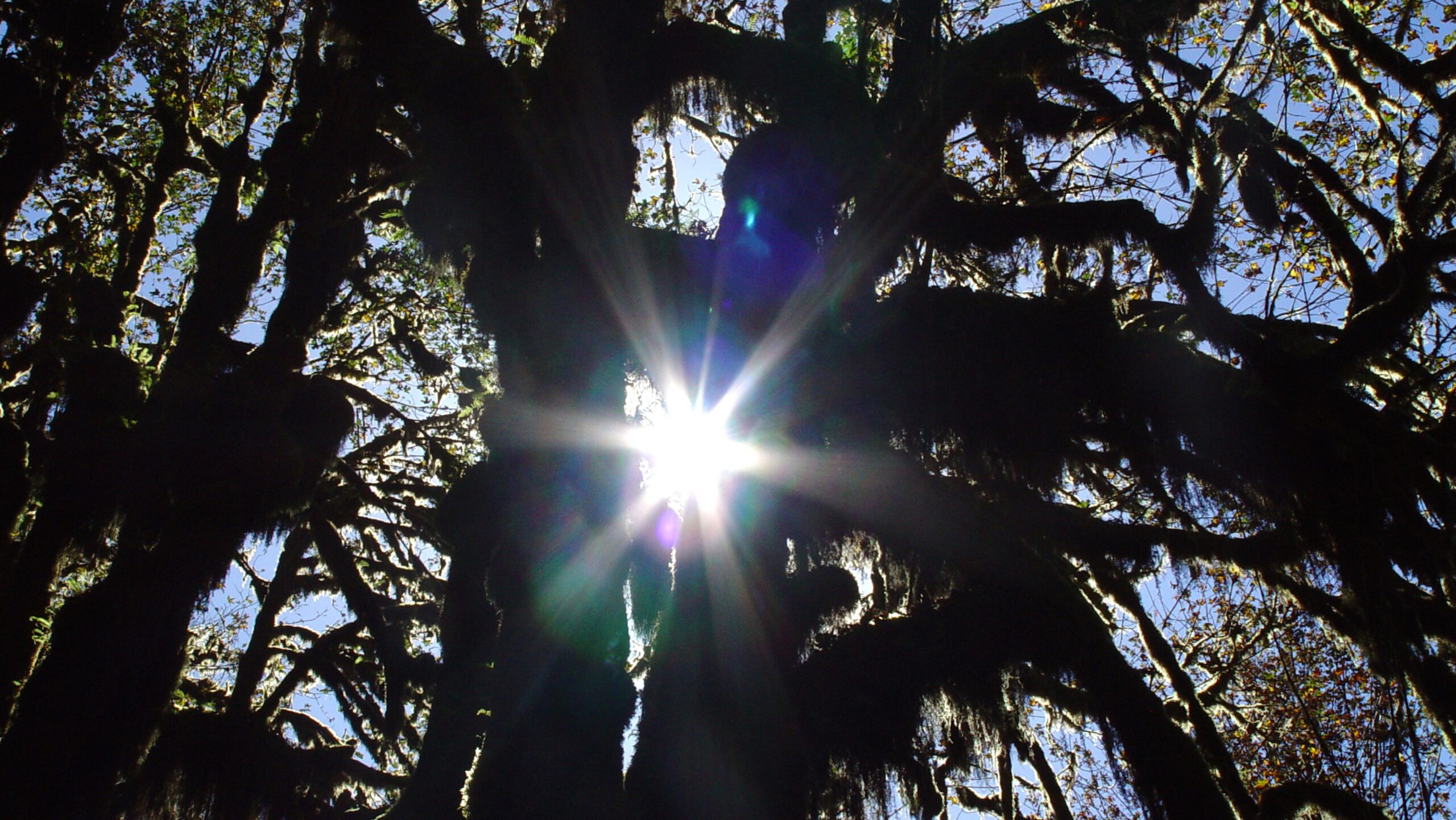 Sunlight Through Forest Trees Wallpaper 4K – Free Download