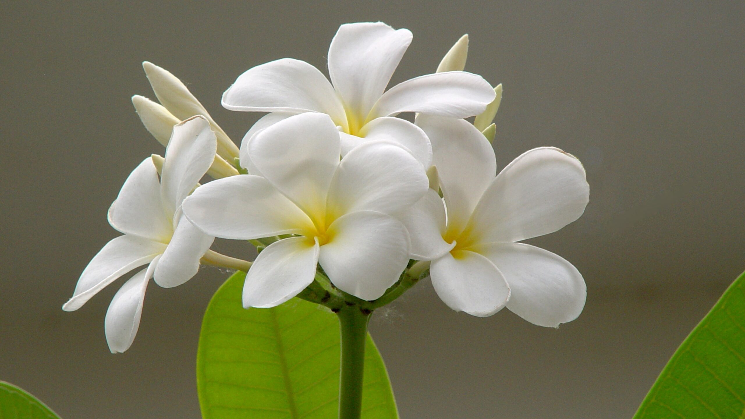 White Plumeria Flower Wallpaper 4K – Free Download
