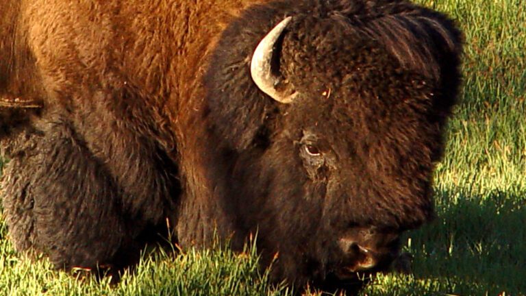 American Bison Resting in Sunlit Grassland 4K Wallpaper