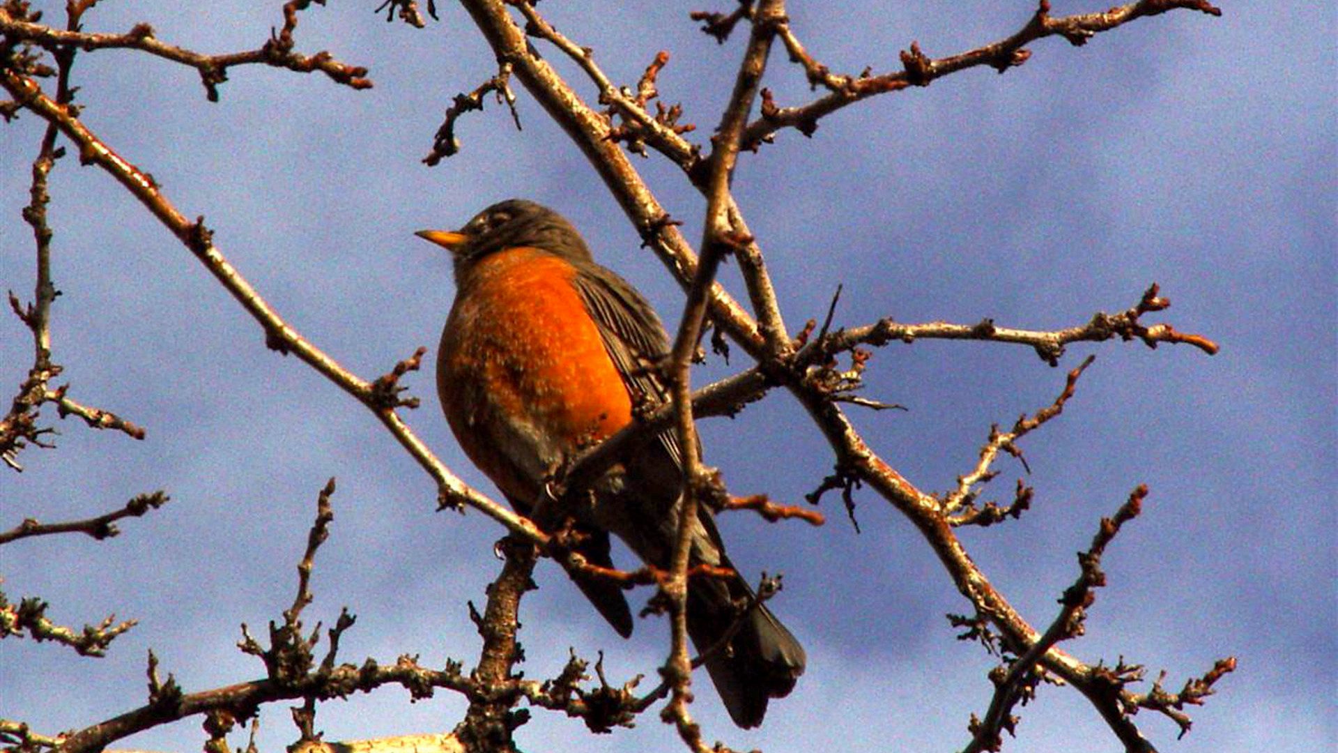 American Robin on Tree Branch Against Blue Sky HD Wallpaper