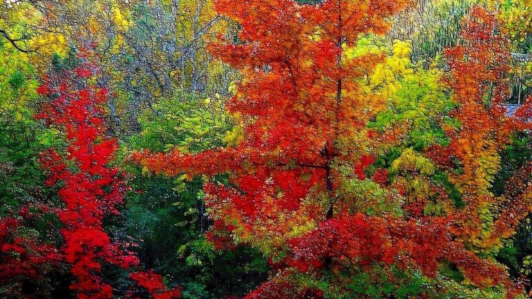 Colorful Autumn Forest HD Wallpaper | Fall Leaves Nature Background