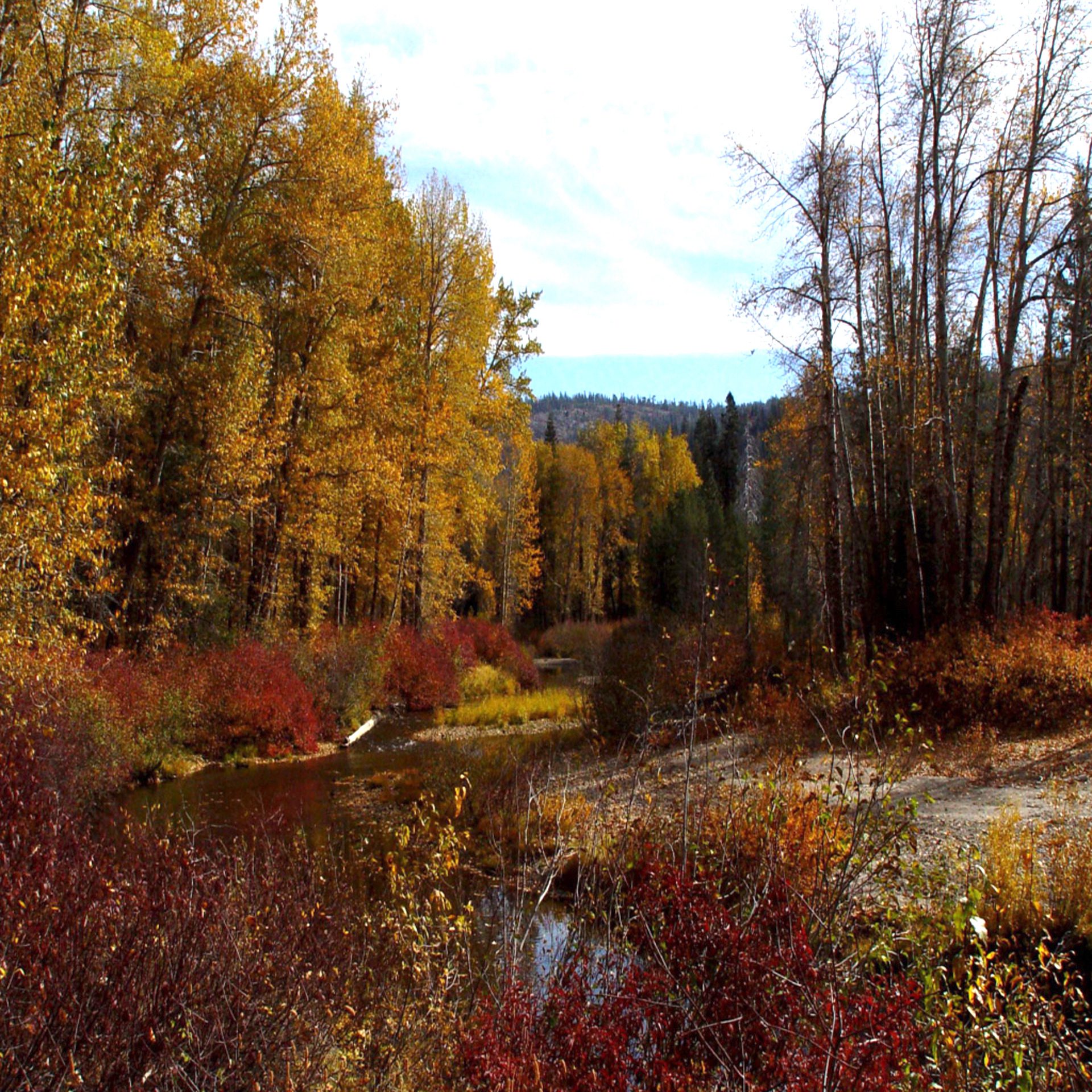 Autumn Forest Creek with Vibrant Fall Colors Wallpaper
