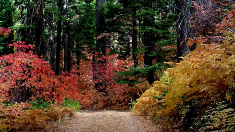 Autumn Forest Path with Red and Yellow Leaves HD Wallpaper