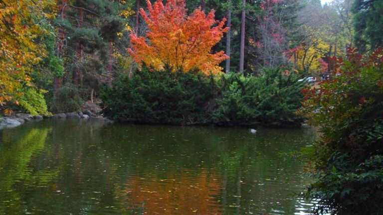 Autumn Pond Reflection with Orange Tree HD Wallpaper