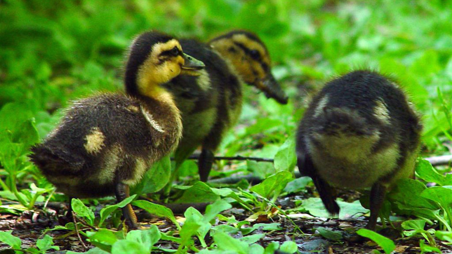 Baby Ducks Nature HD Wallpaper | Cute Ducklings Forest Background