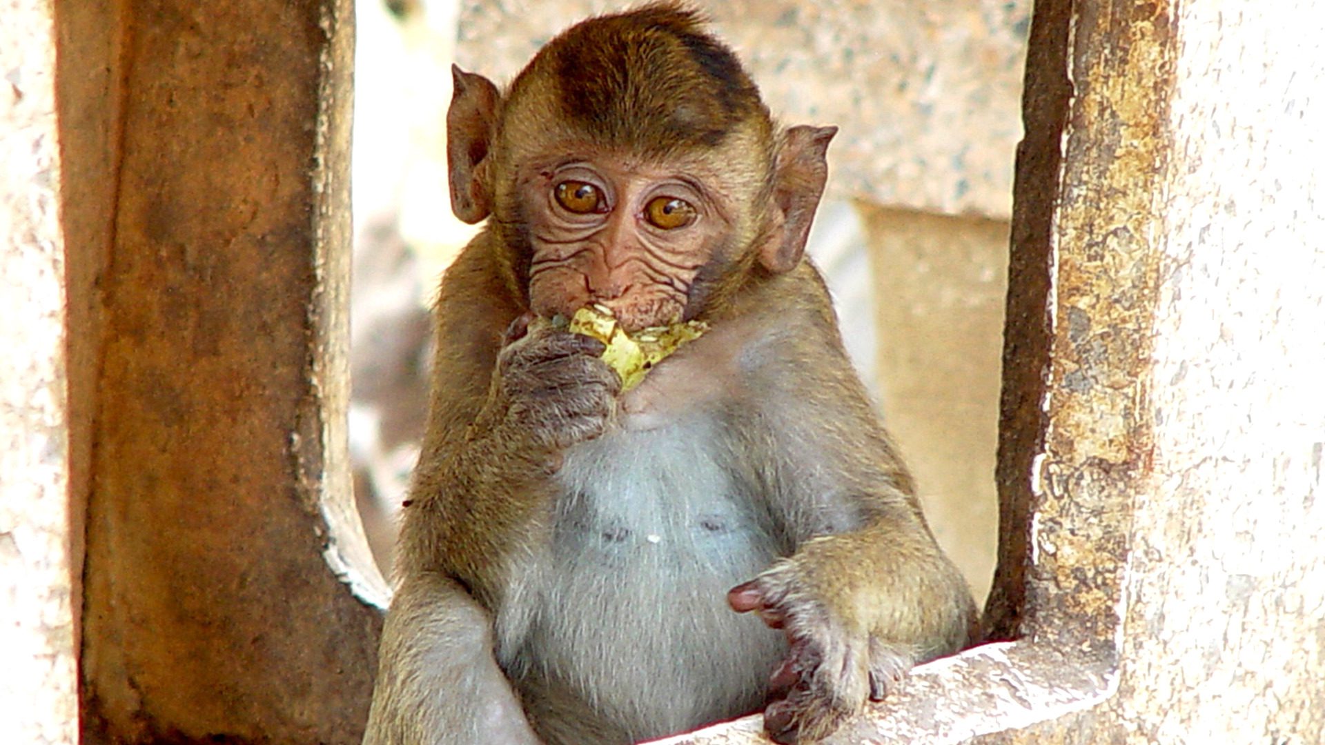 Baby Monkey Eating Close-Up Wildlife HD Wallpaper