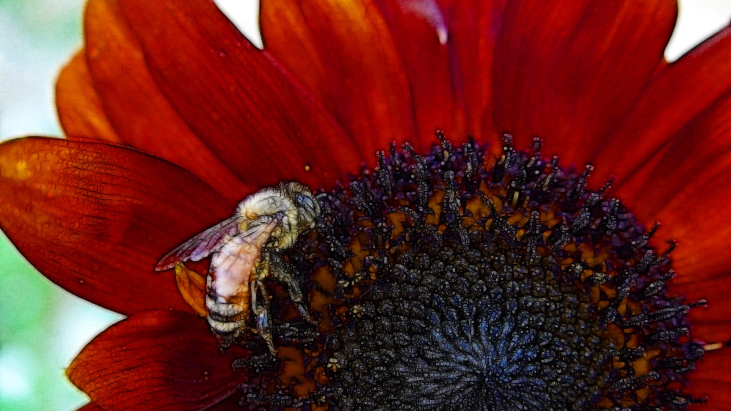 Bee on Red Flower Macro QHD Wallpaper