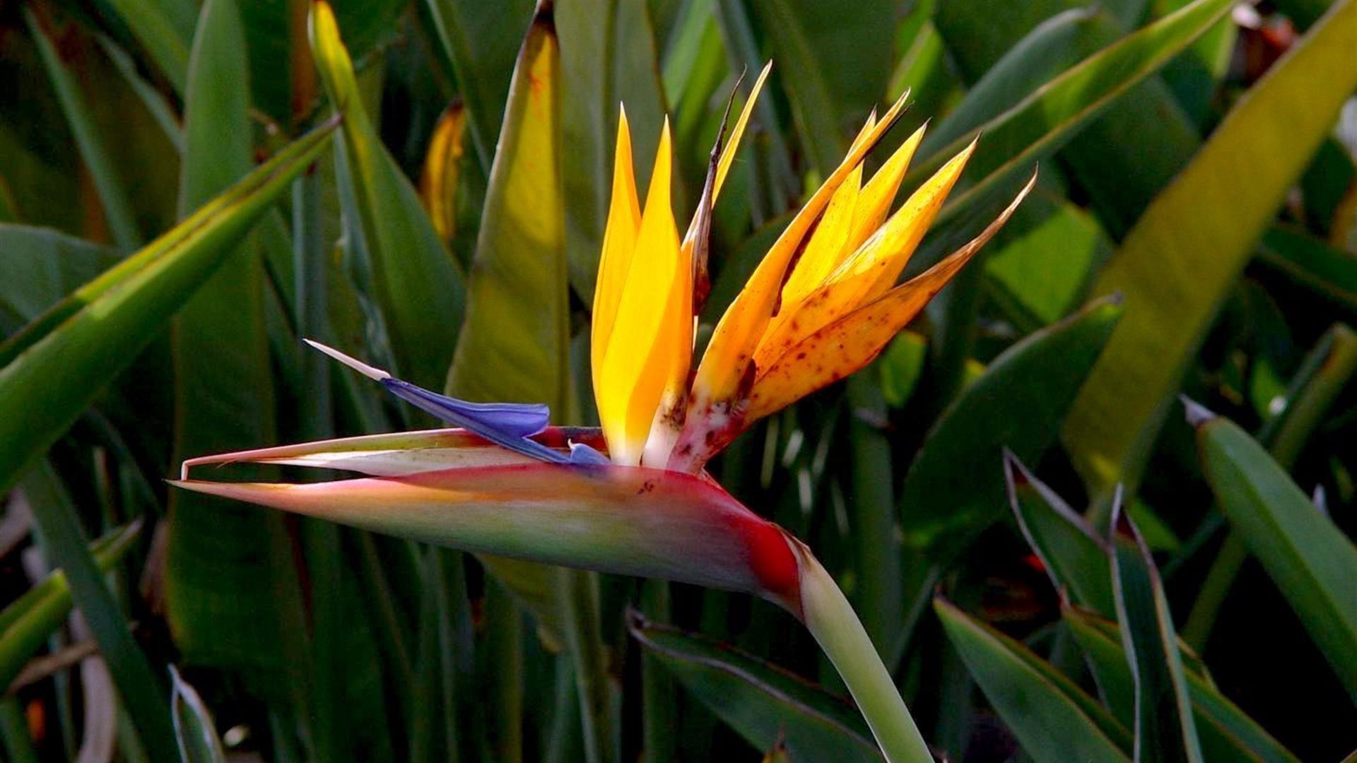 Bird of Paradise Tropical Flower HD Wallpaper