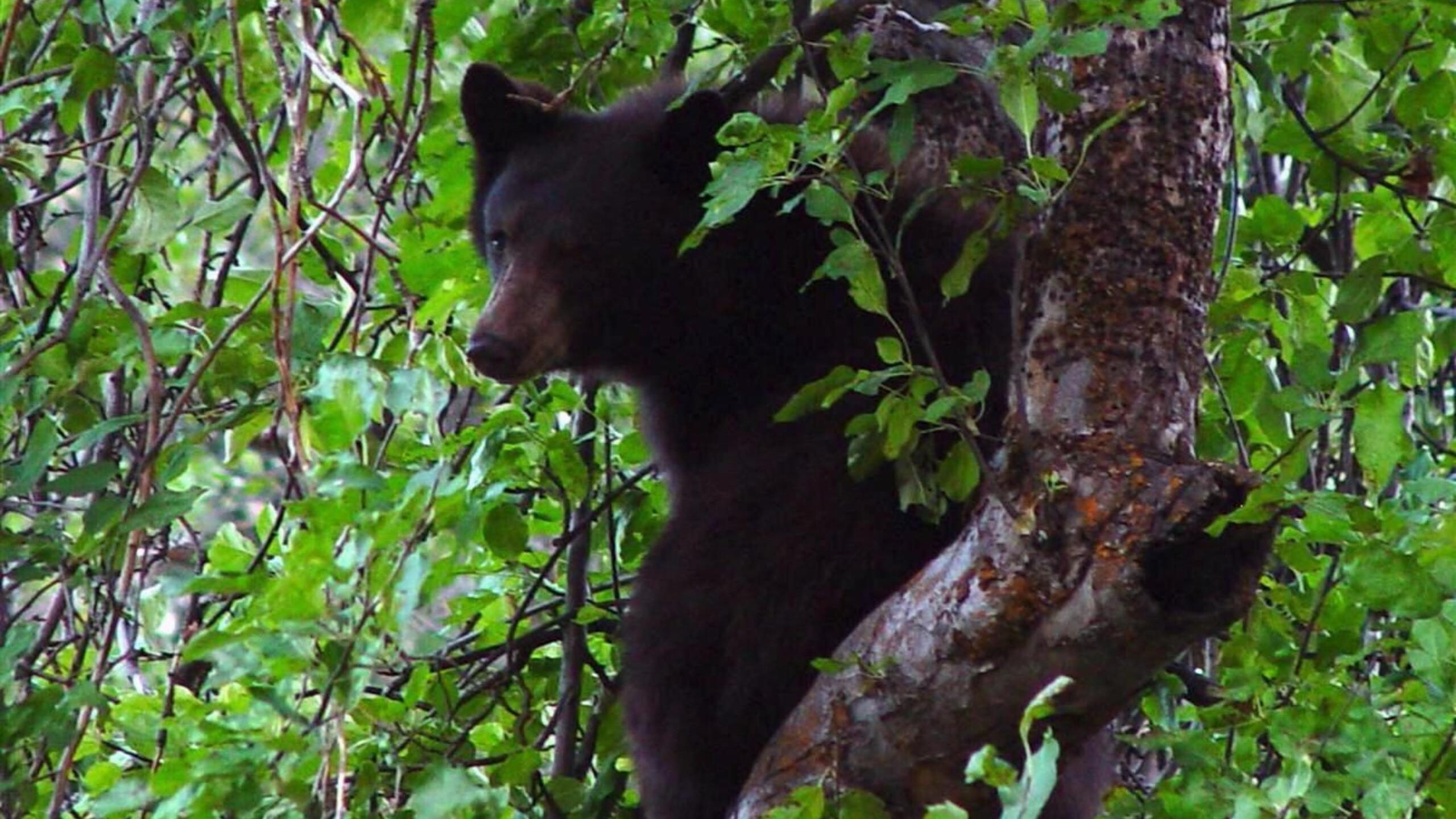 Black Bear Climbing Tree in Dense Forest QHD Wallpaper