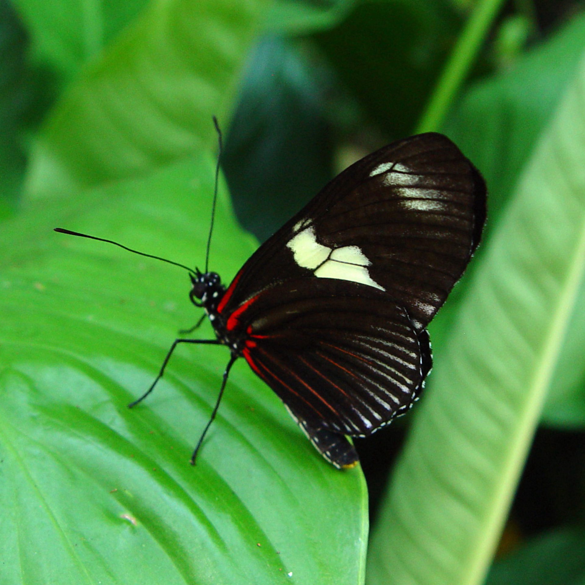 Black Butterfly on Green Leaf Macro Wallpaper