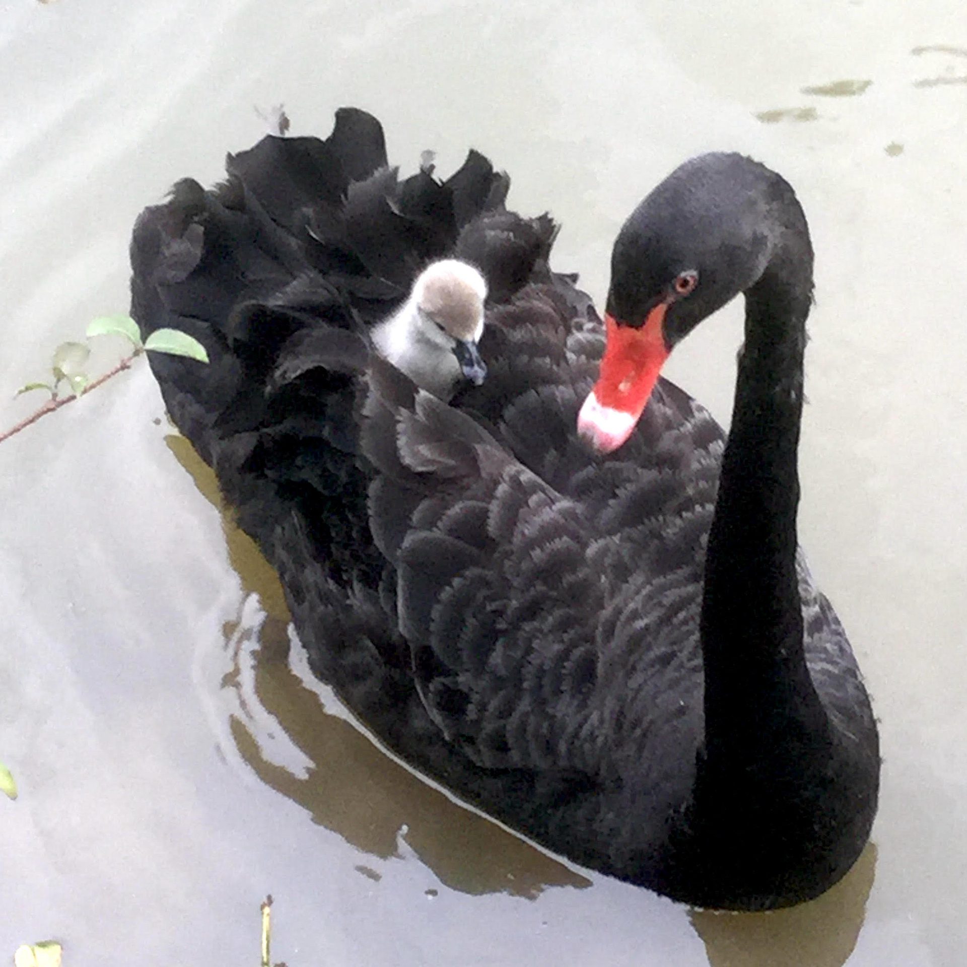 Black Swan with Baby Cygnet on Calm Water HD Wallpaper