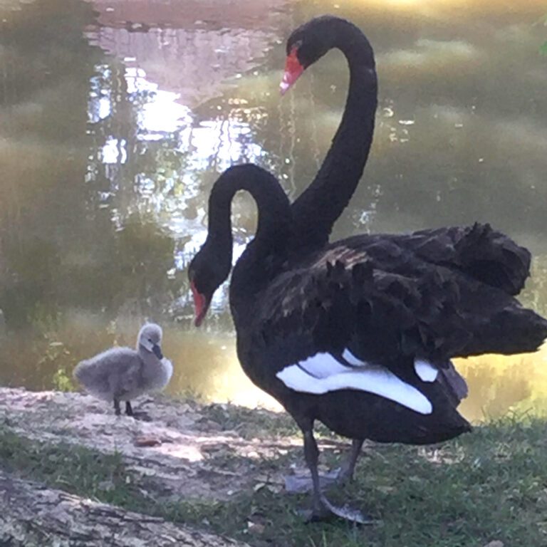 Black Swans with Cygnet by Lakeside at Sunset HD Wallpaper