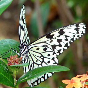 Black and white butterfly feeding on small flowers surrounded by green leaves.