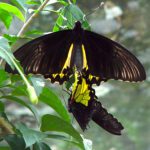 Two black and yellow butterflies together on leaves during mating.
