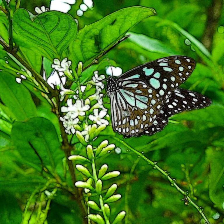 Blue Butterfly on Green Leaves Artistic HD Wallpaper
