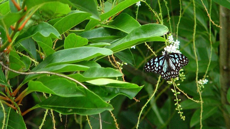 Blue Butterfly Among Green Leaves Nature HD Wallpaper