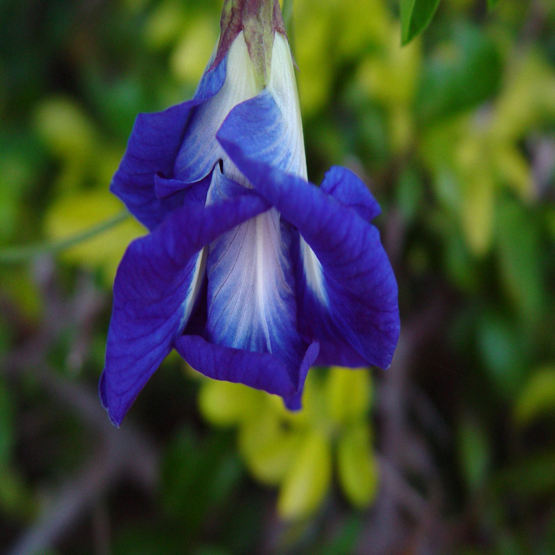 Blue Butterfly Pea Flower Macro Wallpaper