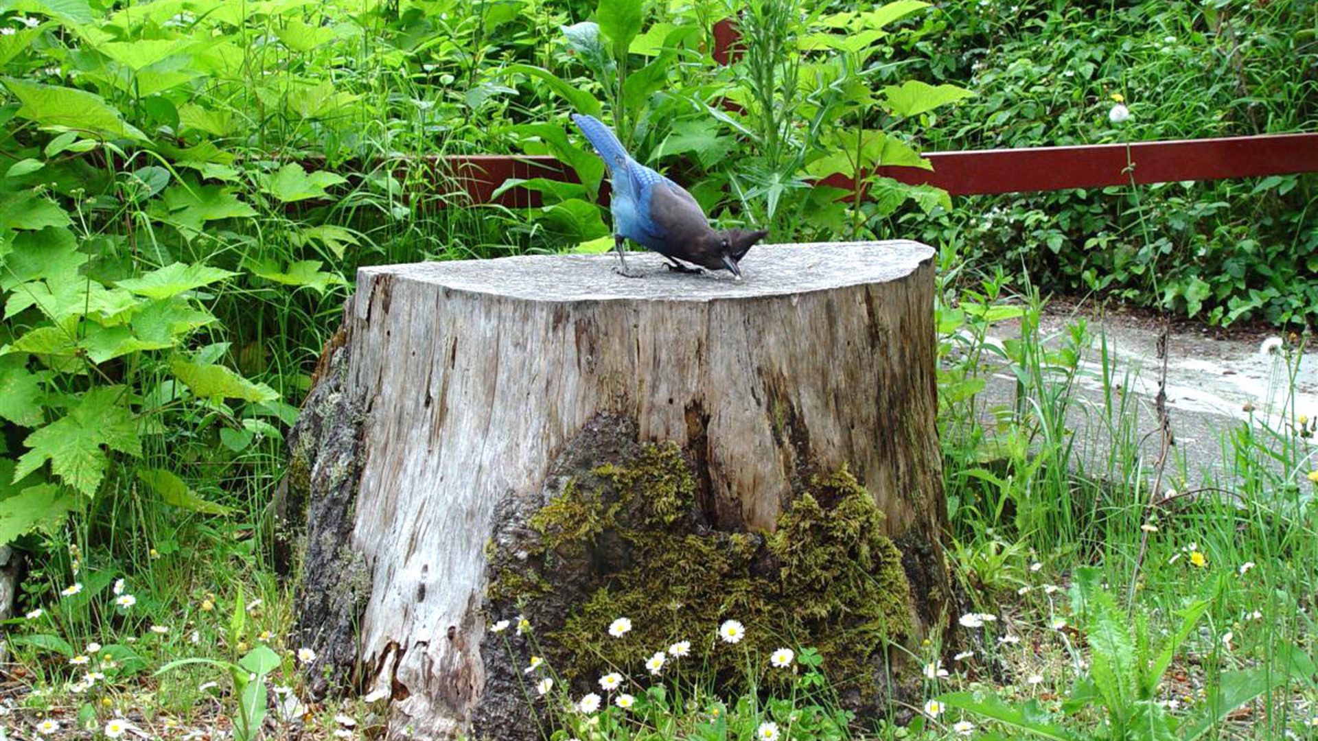Blue Jay Standing on Tree Stump in Garden HD Wallpaper