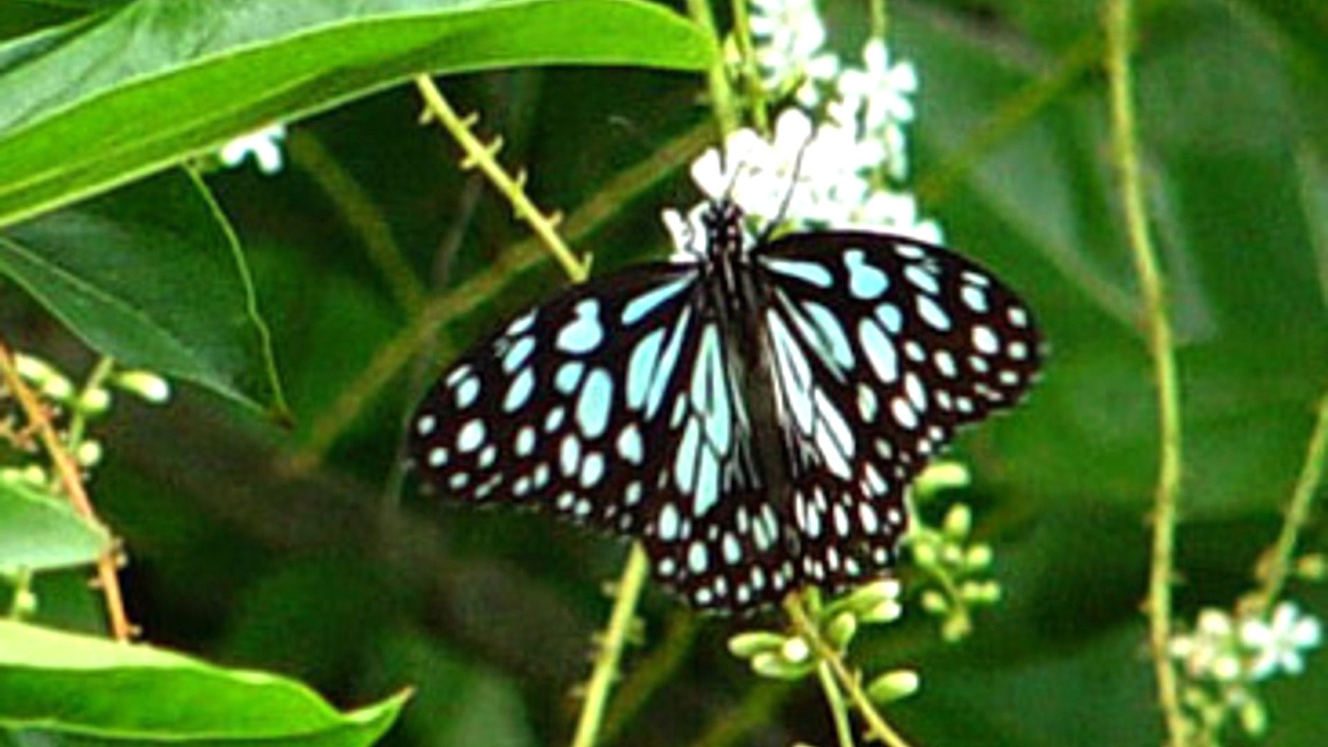 Blue Spotted Butterfly Close-Up Nature HD Wallpaper