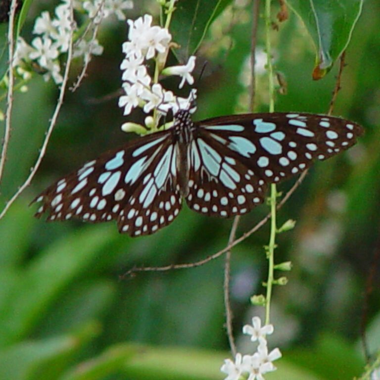 Blue Spotted Butterfly on White Flowers HD Wallpaper
