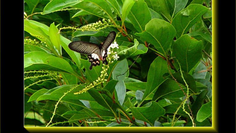 Butterfly Among Green Leaves Framed Artistic HD Wallpaper