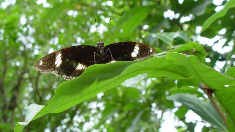 Butterfly on Green Leaf HD Wallpaper | Macro Nature Background