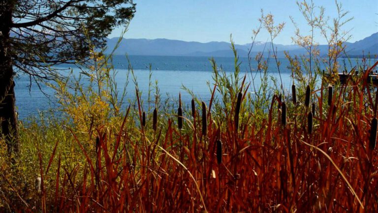 Cattails by Lake in Autumn Landscape HD Wallpaper