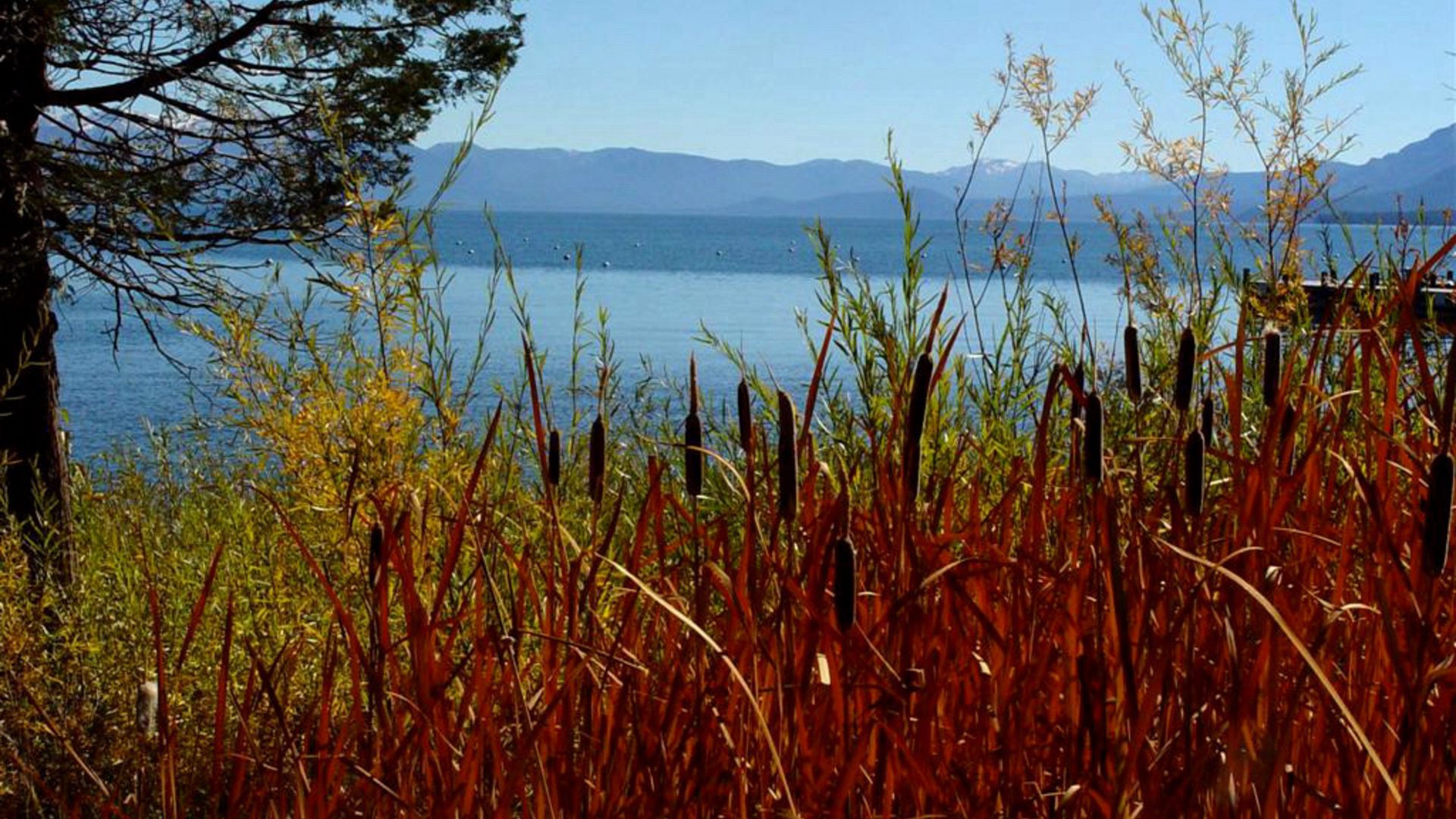 Cattails by Lake in Autumn Landscape HD Wallpaper