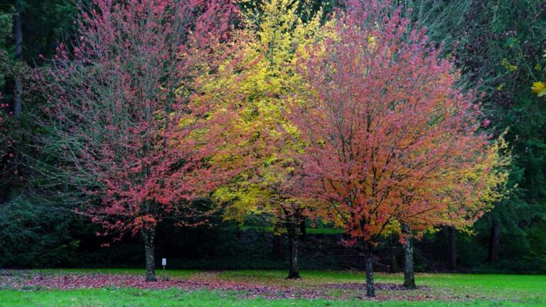 Colorful Autumn Trees in Park with Red and Yellow Leaves HD Wallpaper