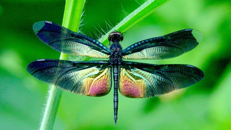 Colorful Dragonfly Wings Macro on Grass HD Wallpaper