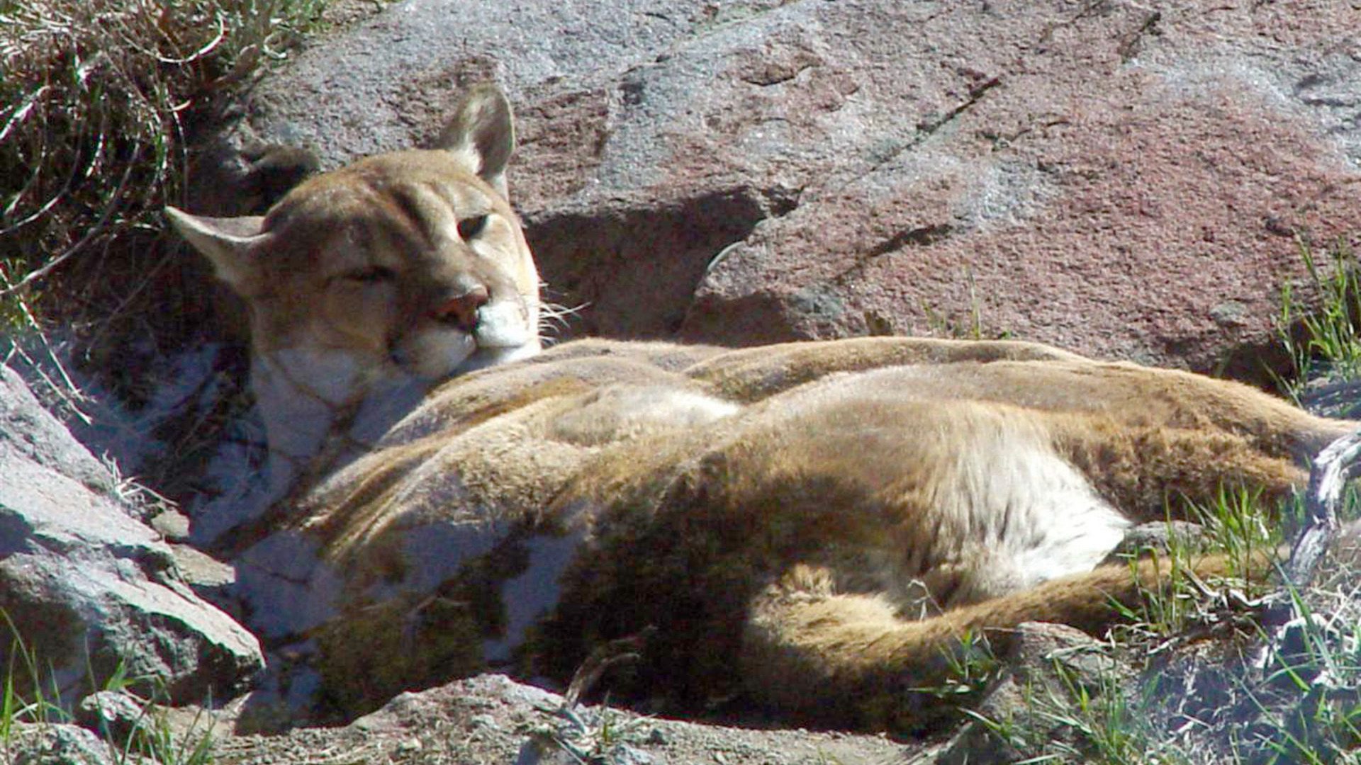 Cougar Resting on Rocks Mountain Lion HD Wallpaper