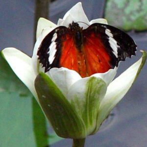 Red and black butterfly sitting inside a white lotus flower with soft background.