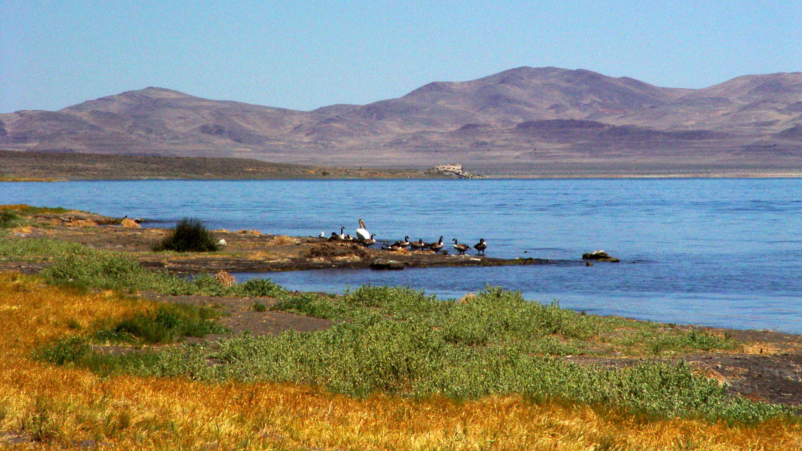 Desert Lake with Birds and Mountain Backdrop – QHD Wallpaper