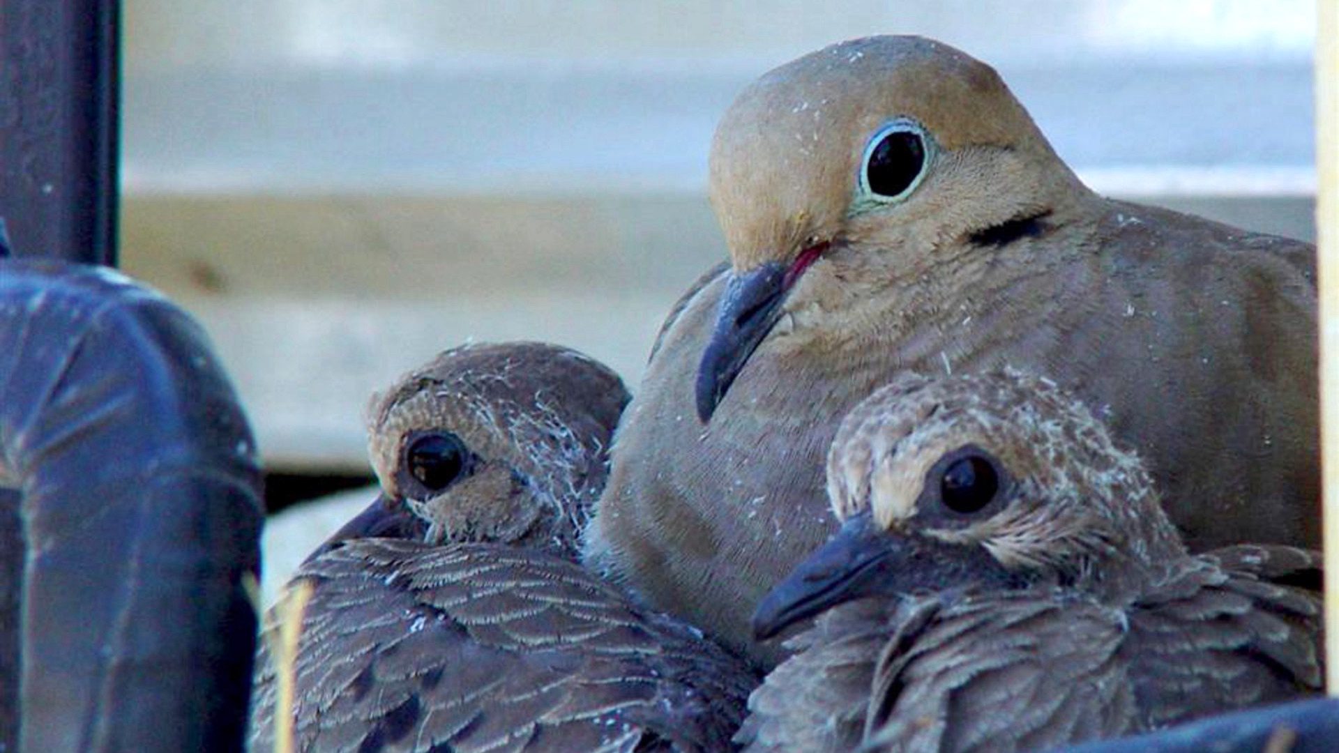 Dove with Chicks Close-Up Wildlife HD Wallpaper