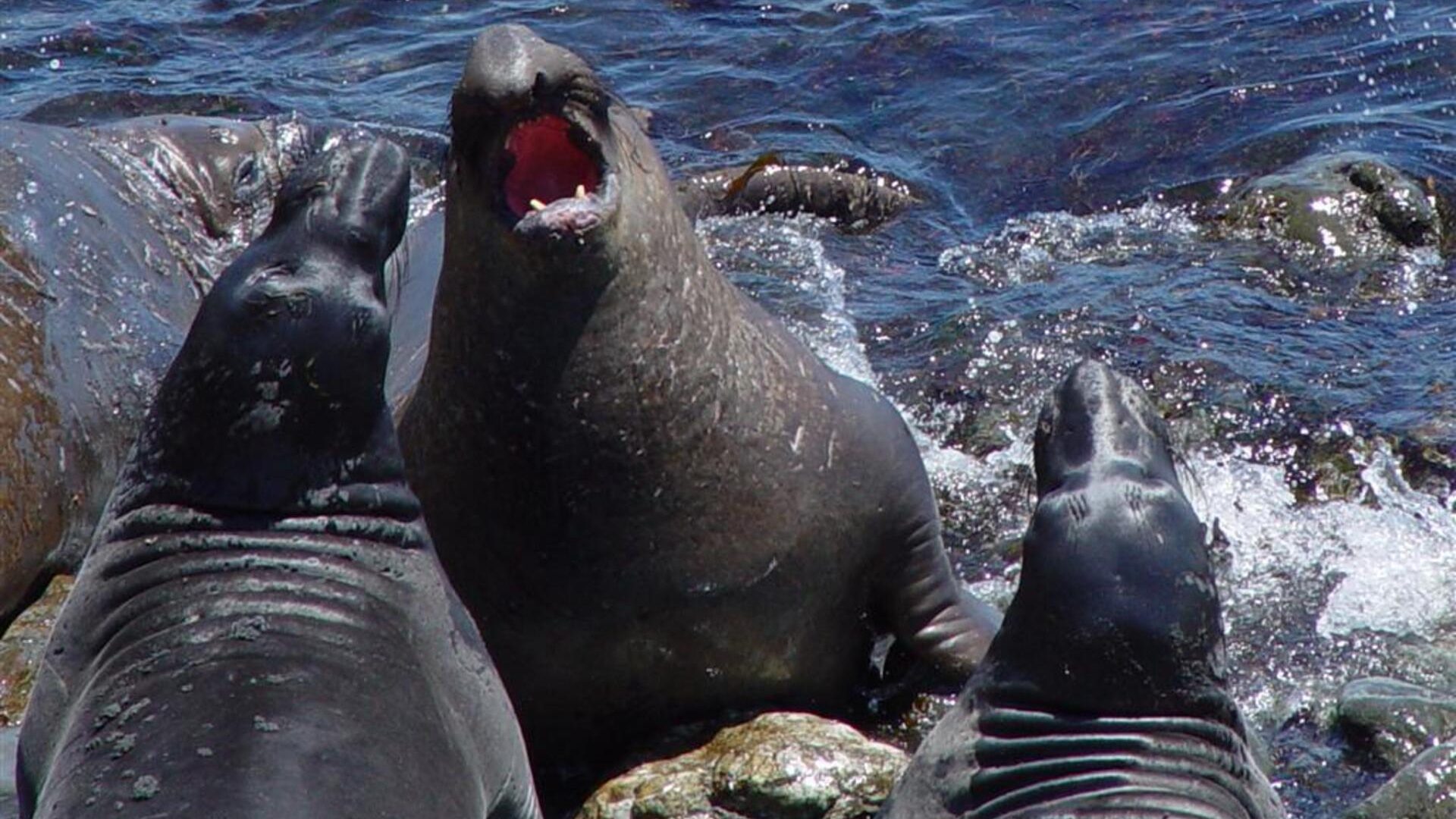 Elephant Seals in Surf – Coastal Wildlife