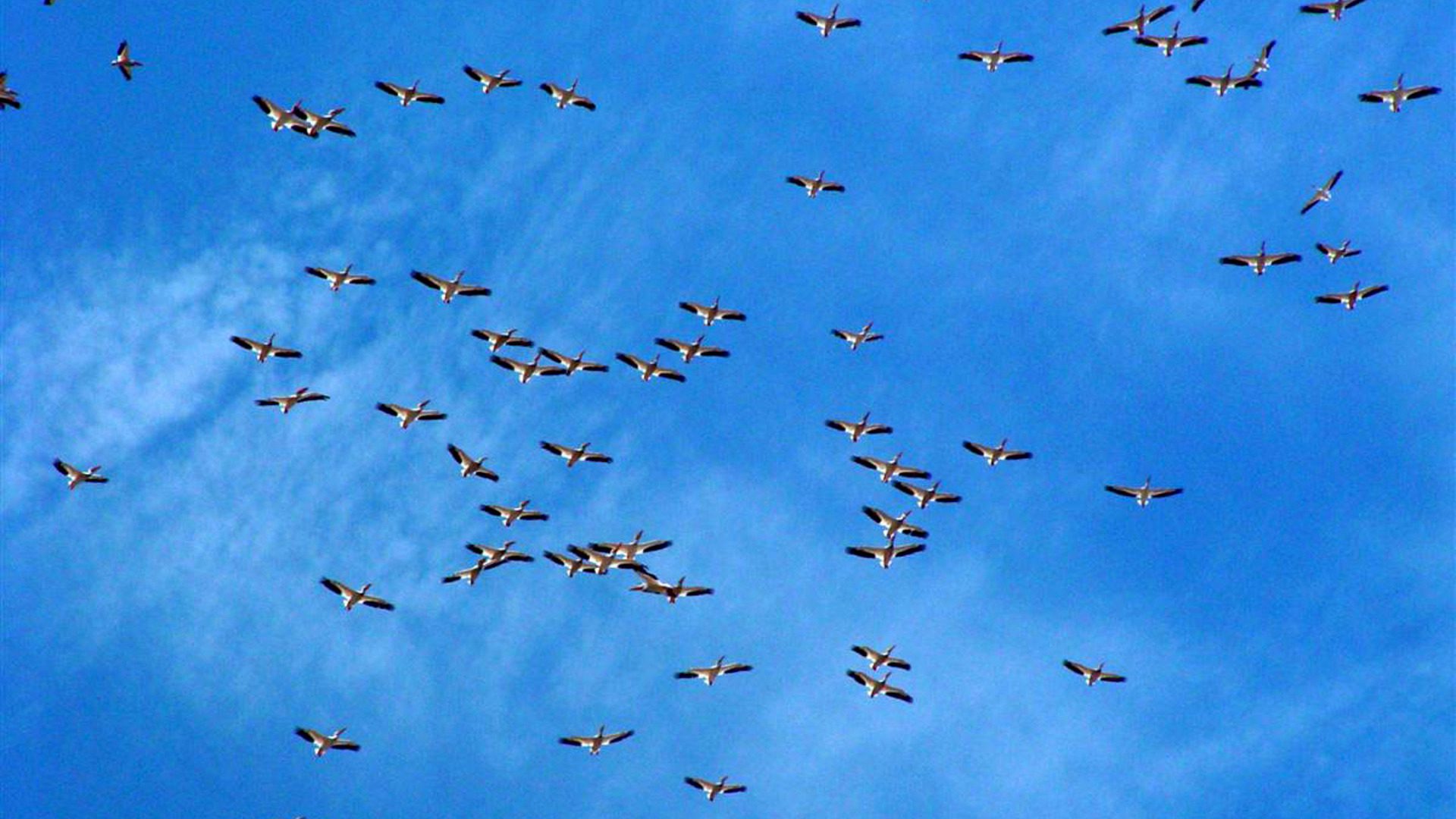 Flock of Birds Flying Across Blue Sky HD Wallpaper