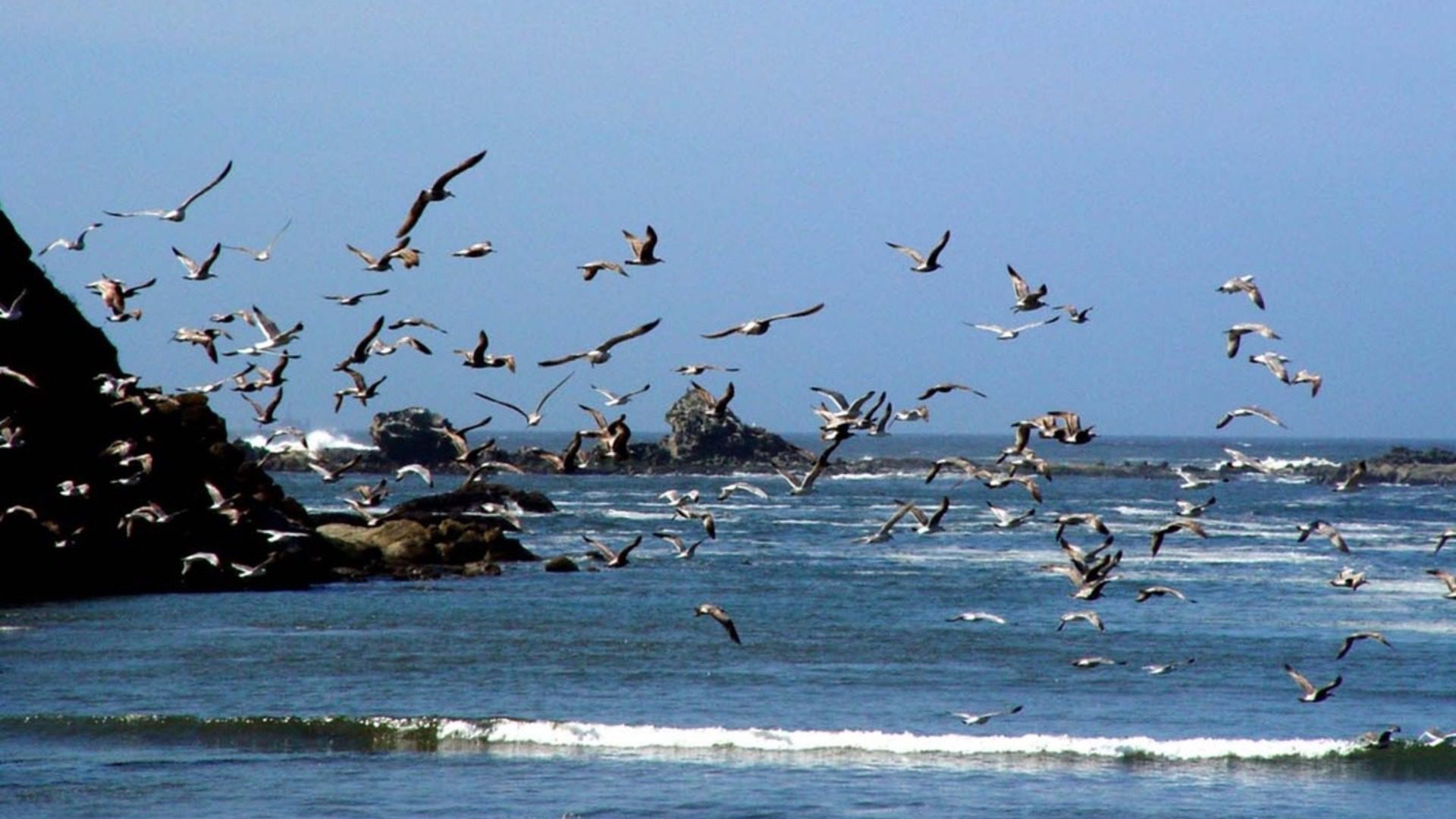 Flock of Seagulls Flying Over Ocean Coast Wallpaper