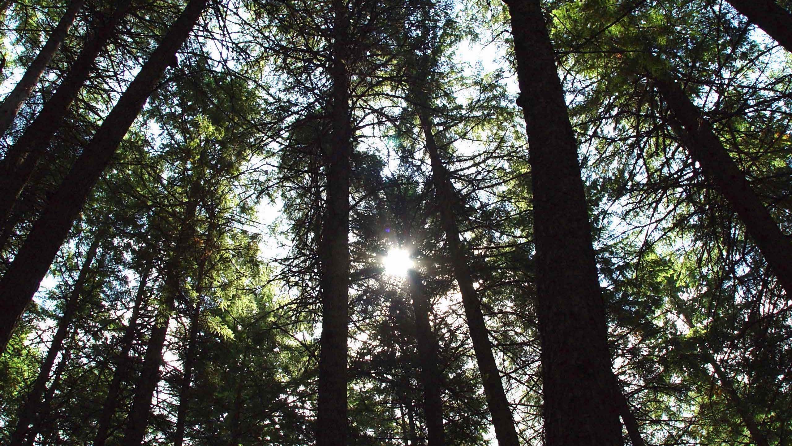 Forest Canopy Sunlight HD Wallpaper | Trees and Light Rays