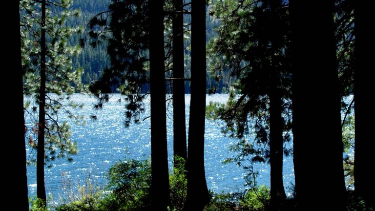 Lake View Through Forest Silhouette Trees – QHD Wallpaper