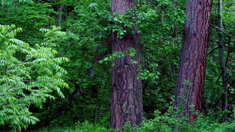 Lush Green Forest Trees Woodland Scene HD Wallpaper