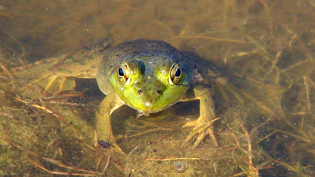 Green frog partially submerged in water with visible eyes and reflections