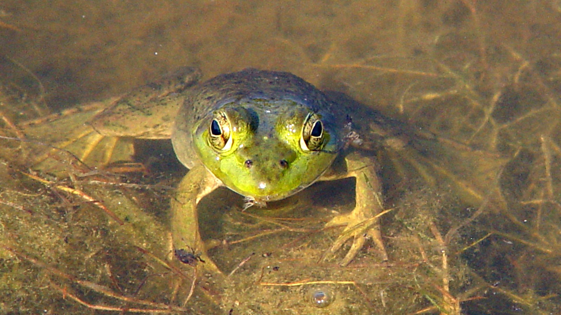 Frog Close-Up Water HD Wallpaper | Amphibian Nature Background