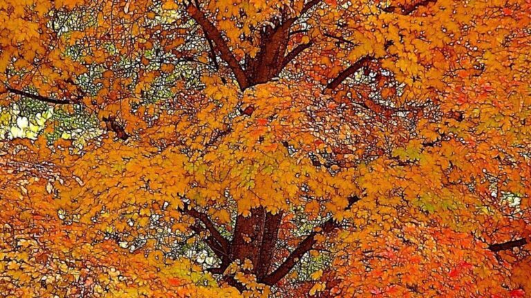 Golden Autumn Tree Canopy HD Wallpaper | Fall Leaves Background