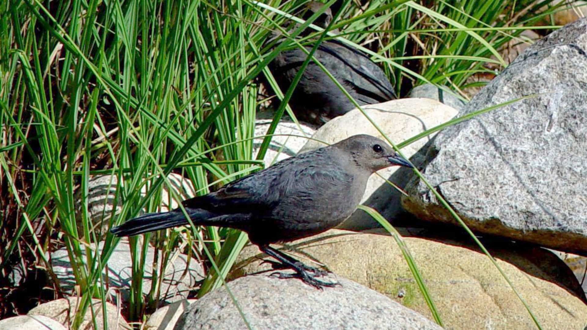Gray Bird Among Rocks and Grass Natural Habitat HD Wallpaper