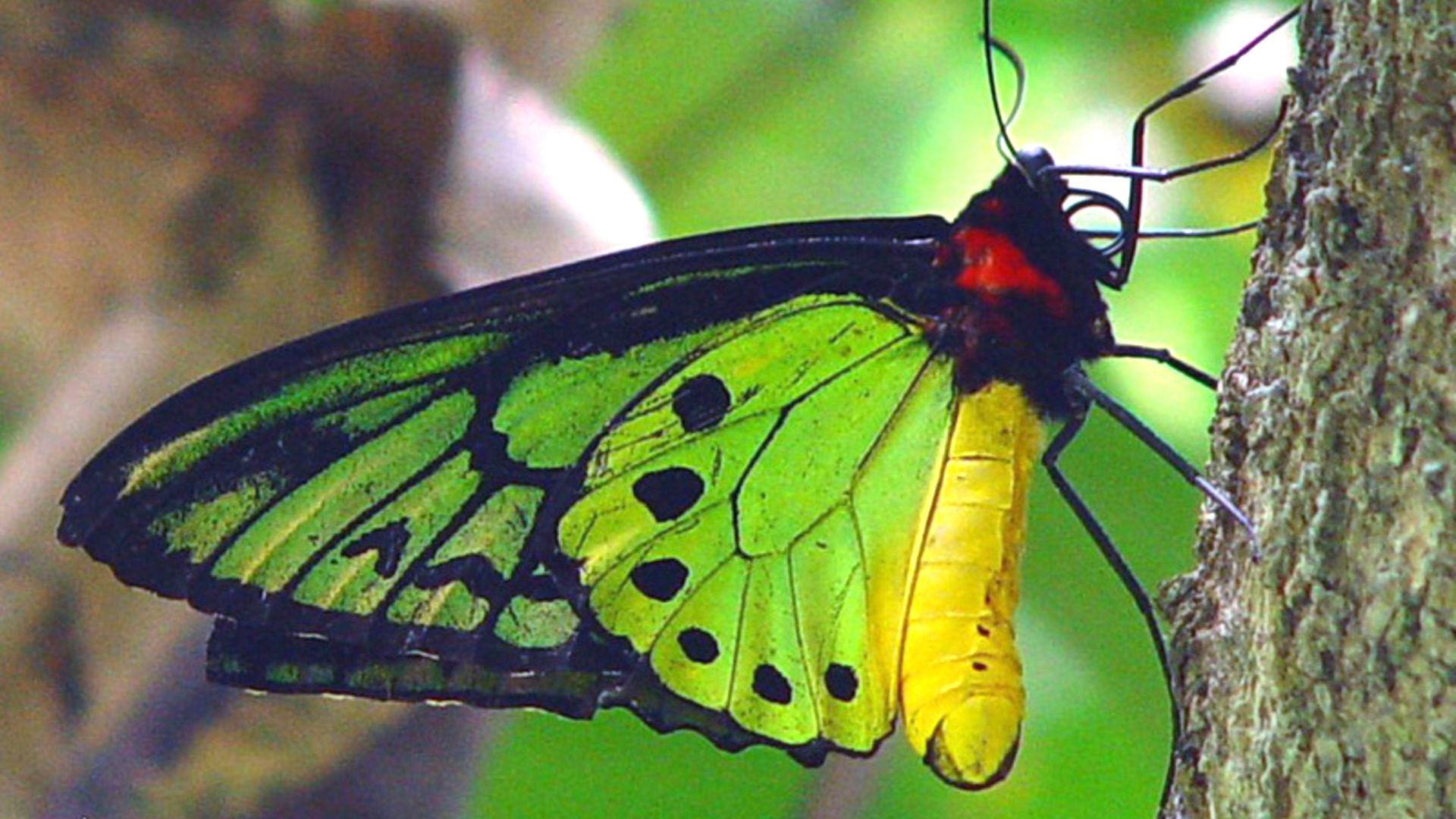 Green Bali Butterfly Close-Up Wing Detail HD Wallpaper