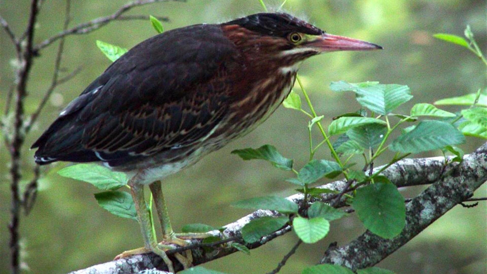 Green Heron Perched on Branch Forest Wildlife HD Wallpaper